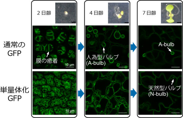 図4.子葉表皮細胞
