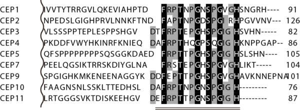 図1.CEP