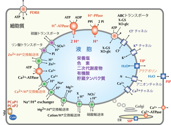 図1.植物膜輸送システム