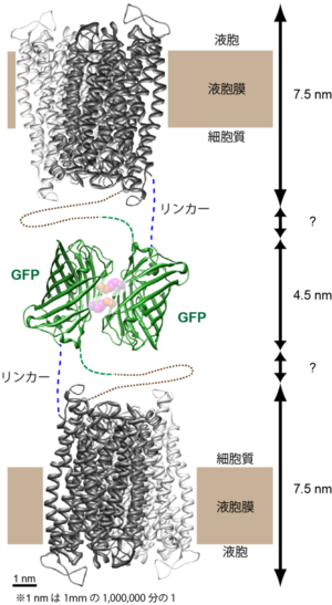 図2.液胞内GFP融合の概略図