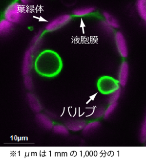 図3.葉肉細胞