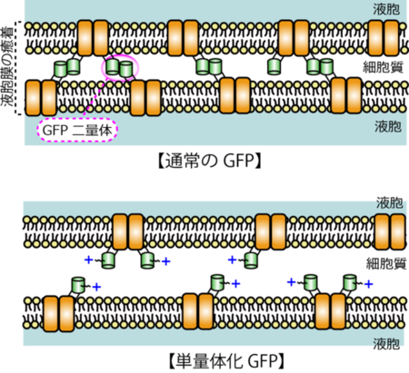 図5.液胞膜癒着