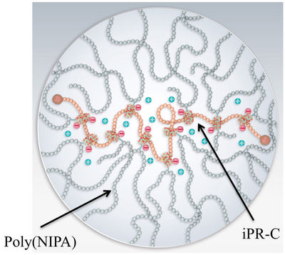 図8.NIPAとiPR-Cのみからできた高分子ゲル内の電荷の様子