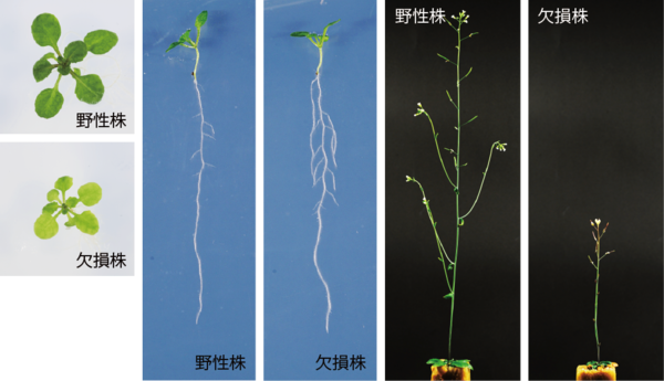 図2.野生株とCEPR欠損株の比較