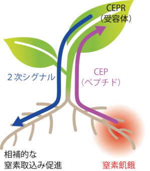 図3.CEPの機能と作用のしくみ