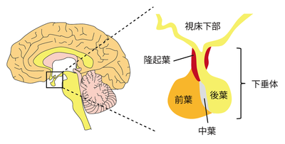 図1.視床下部・下垂体の模式図