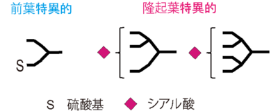 図2.TSHの糖鎖構造