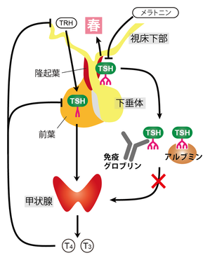 図3.TSHが二役を演じるしくみ